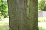 Acer saccharum. Средняя часть ствола взрослого дерева. Германия, г. Дюссельдорф, Ботанический сад университета. 14.08.2013.