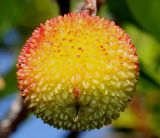 Arbutus unedo