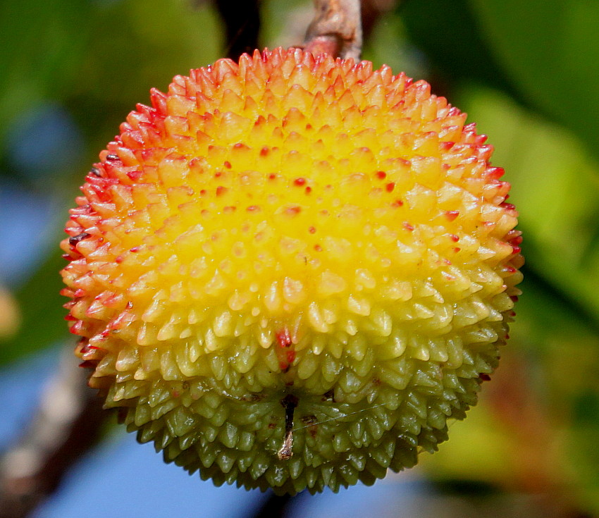 Изображение особи Arbutus unedo.