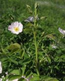 genus Rosa. Турион. Краснодарский край, Кущёвский р-н, станица Шкуринская, склон балки Сухая. 20.05.2013.