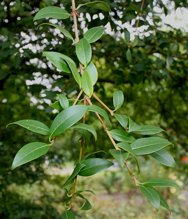 Изображение особи Osmanthus &times; burkwoodii.