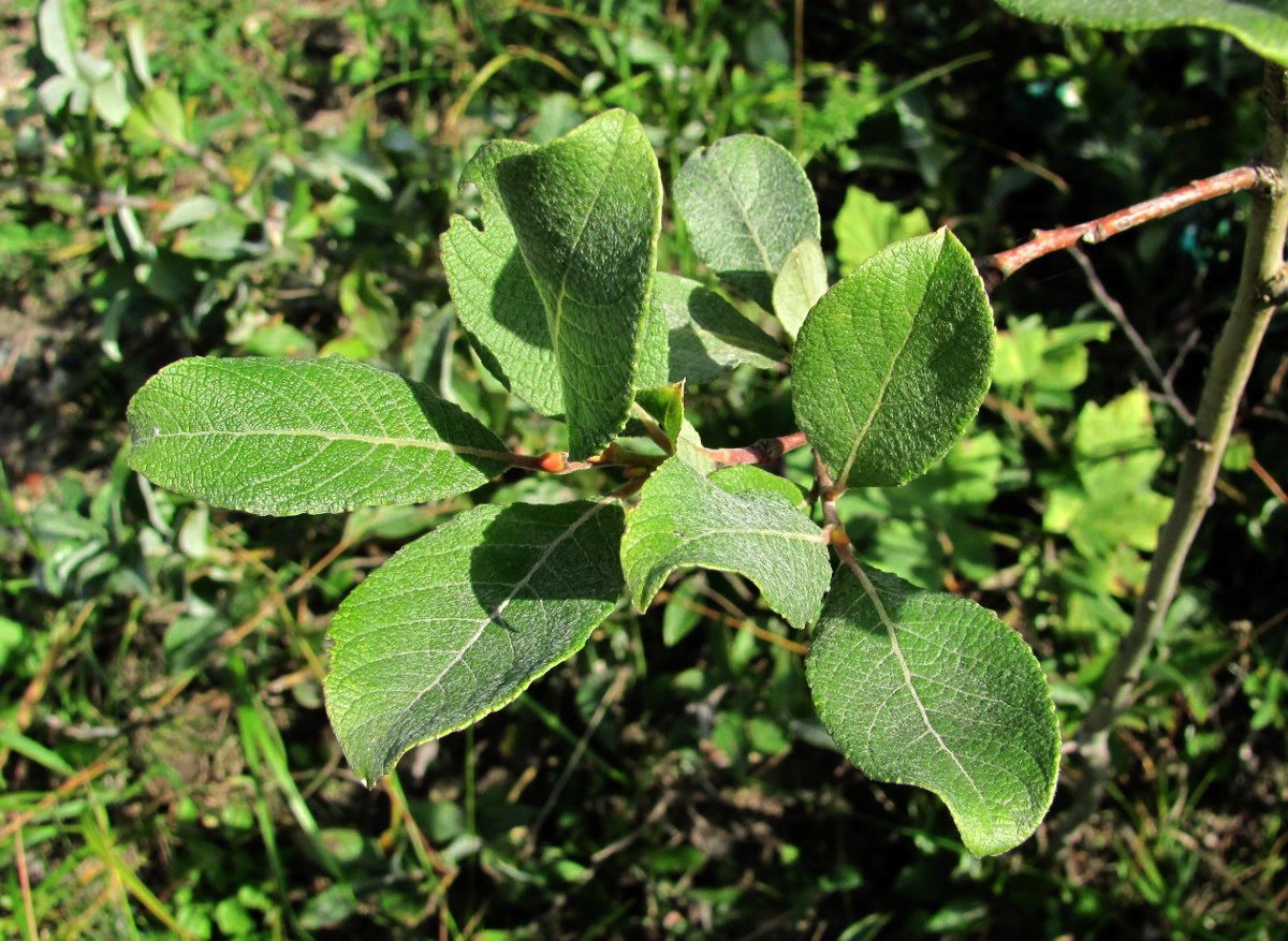 Image of Salix caprea specimen.