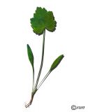 Heracleum sibiricum