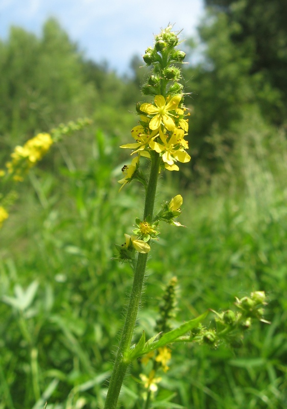 Image of Agrimonia pilosa specimen.
