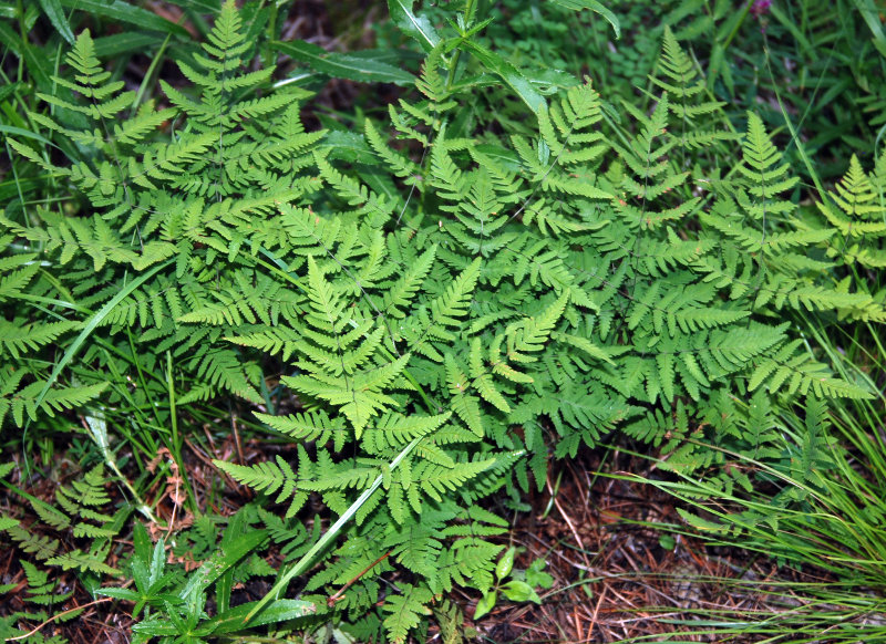 Изображение особи Gymnocarpium jessoense.