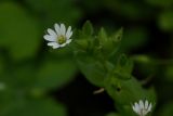 Stellaria neglecta. Цветок. Молдова, Кишинёв, Дендропарк. 13.04.2014.