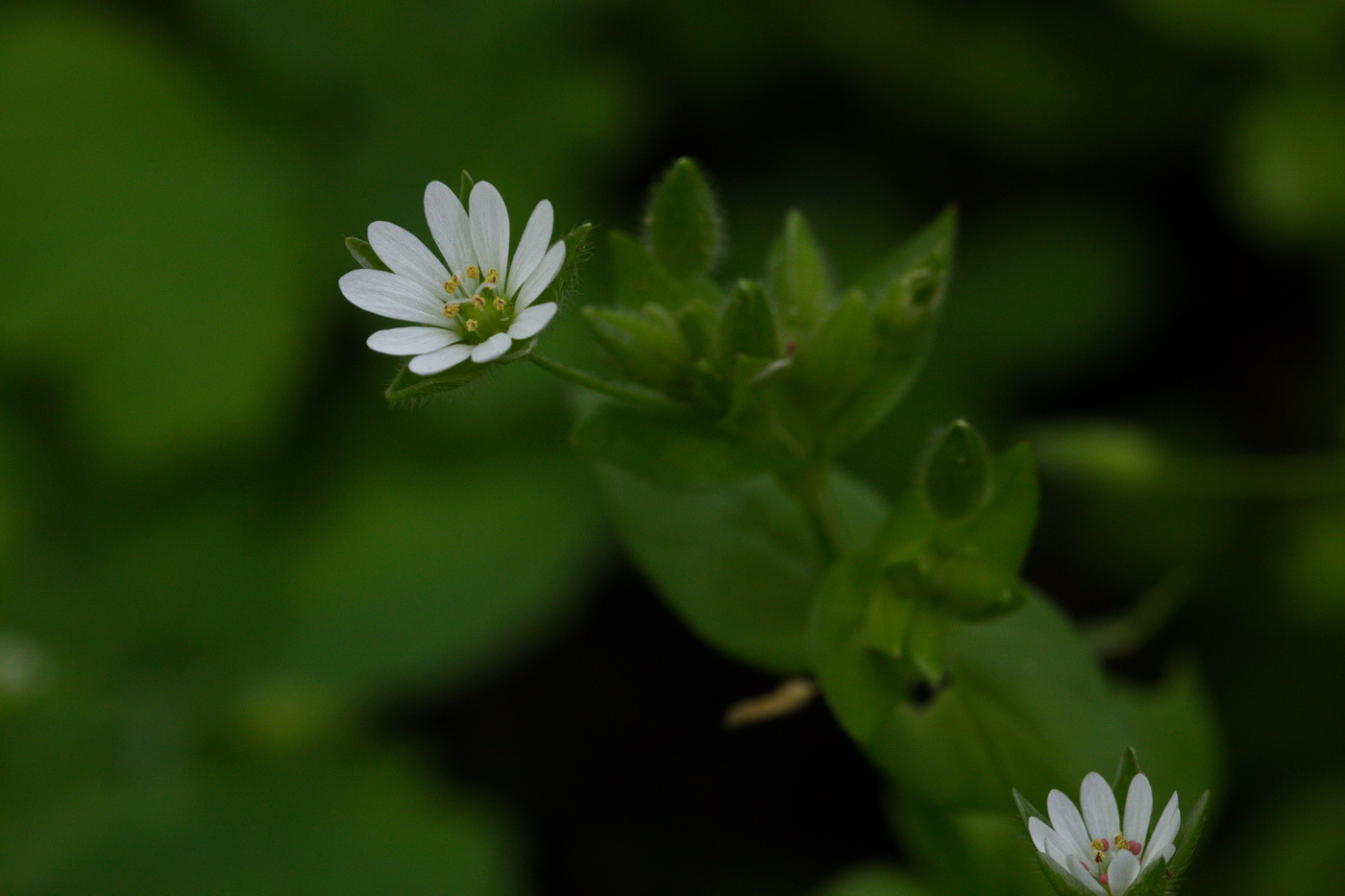 Изображение особи Stellaria neglecta.