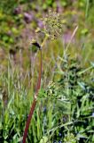 Heracleum sibiricum. Верхушка расцветающего растения. Карелия, Ладожское озеро, остров Валаам. 23.06.2012.