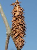 Betula variety jacquemontii