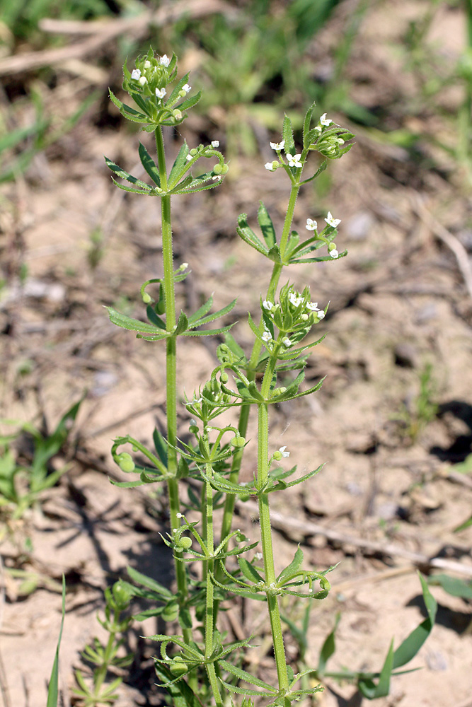 Изображение особи Galium tricornutum.