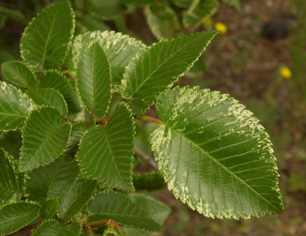 Image of Ulmus minor specimen.