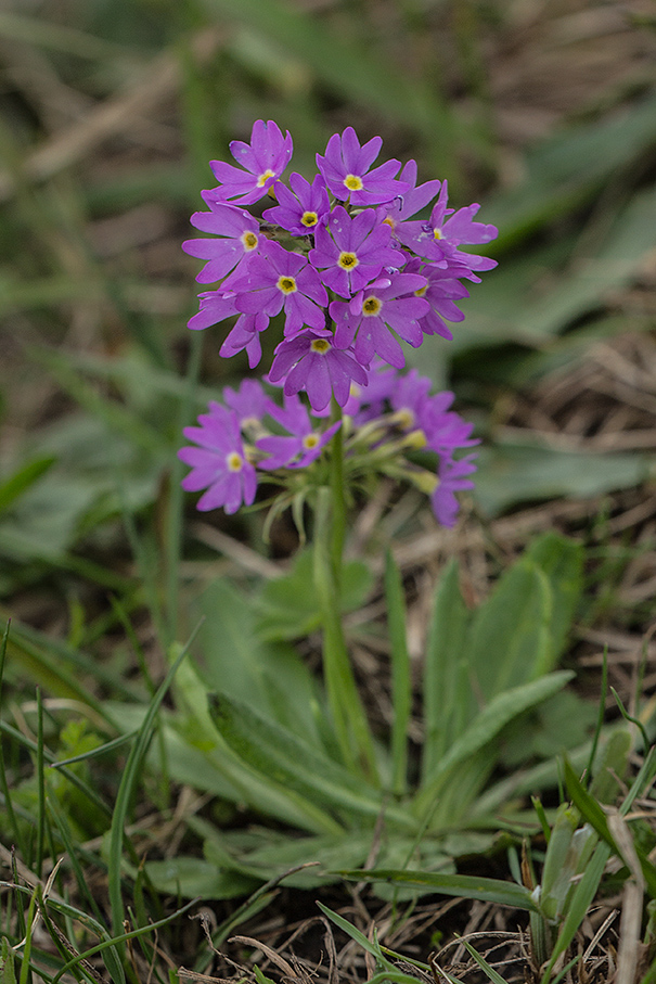 Image of Primula algida specimen.