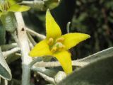 Elaeagnus angustifolia. Цветок. Украина, Львовская обл., в посадках вдоль автомобильной дороги. 9 июня 2009 г.