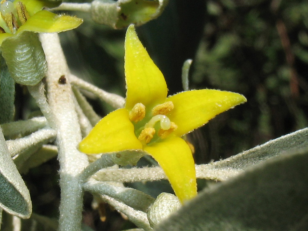 Изображение особи Elaeagnus angustifolia.