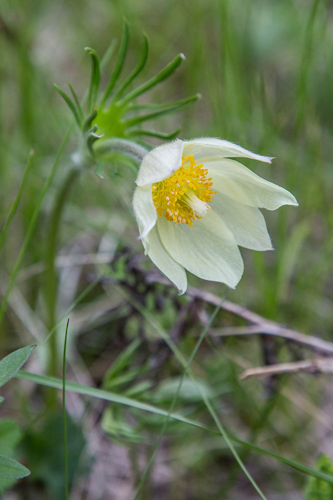 Изображение особи Pulsatilla patens.