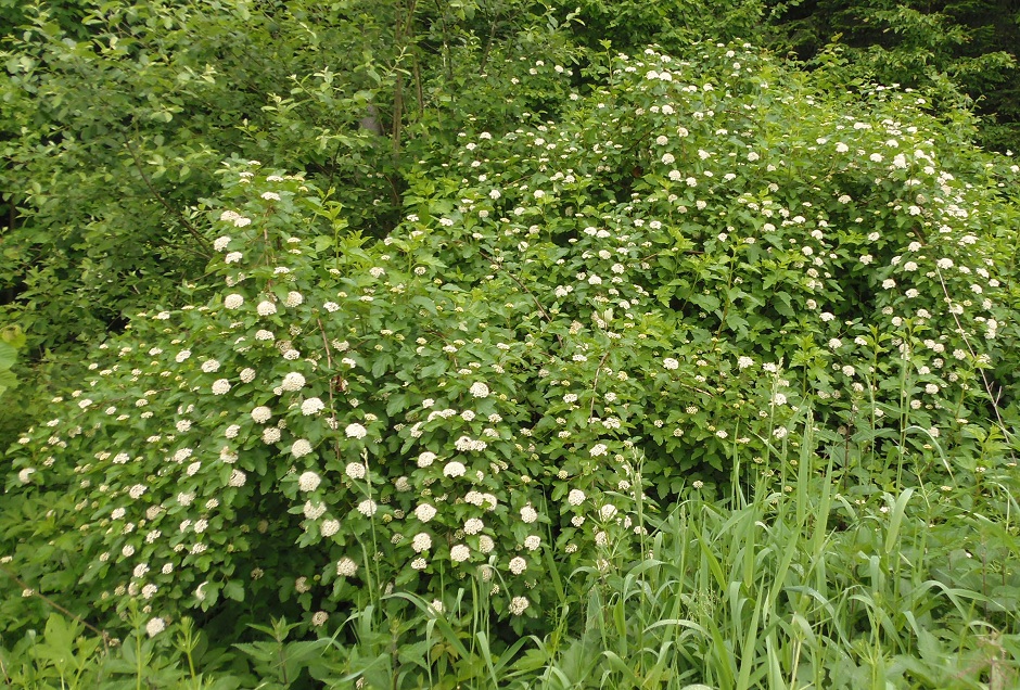 Изображение особи Physocarpus opulifolius.