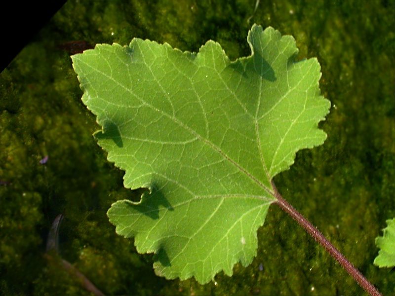 Image of Xanthium orientale specimen.