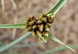 Cyperus capitatus