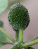 Broussonetia papyrifera. Невызревшее соплодие. Германия, г. Дюссельдорф, Ботанический сад университета. 03.06.2014.