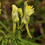 Linaria vulgaris. Верхушка расцветающего растения. Приморский край, Уссурийский р-н, окр. с. Монакино, берег ручья. 19.07.2014.