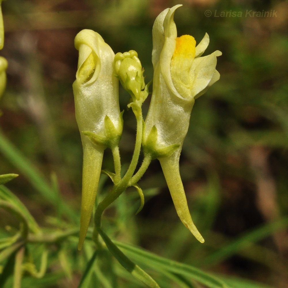 Image of Linaria vulgaris specimen.