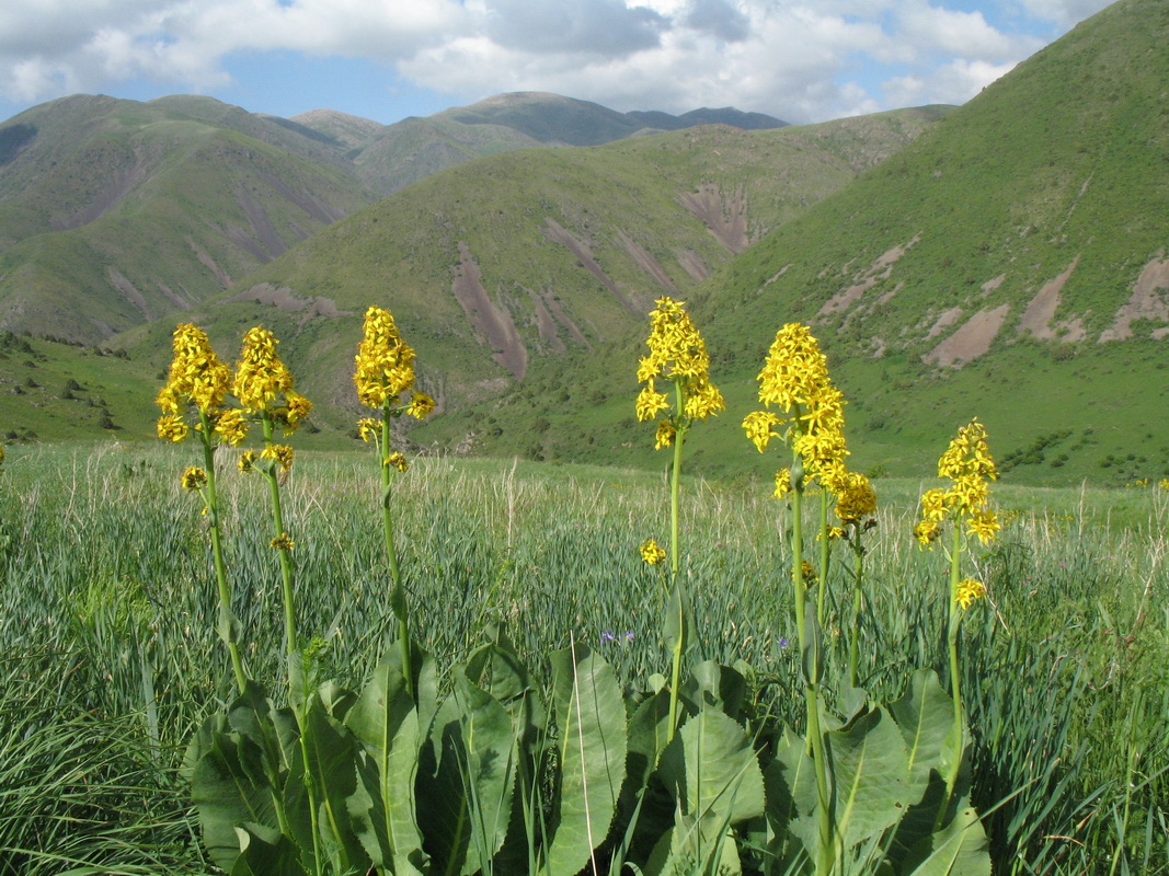 Image of Ligularia talassica specimen.