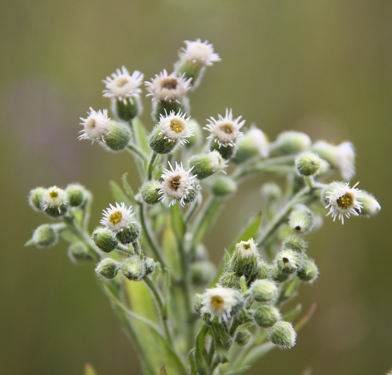 Image of Erigeron acris specimen.