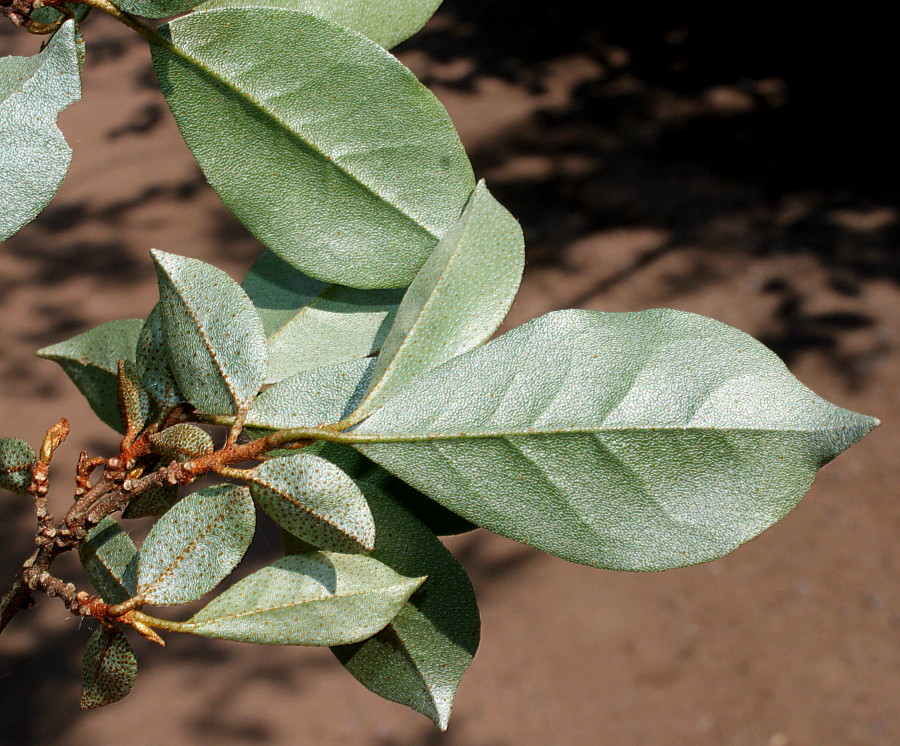 Image of Elaeagnus multiflora specimen.