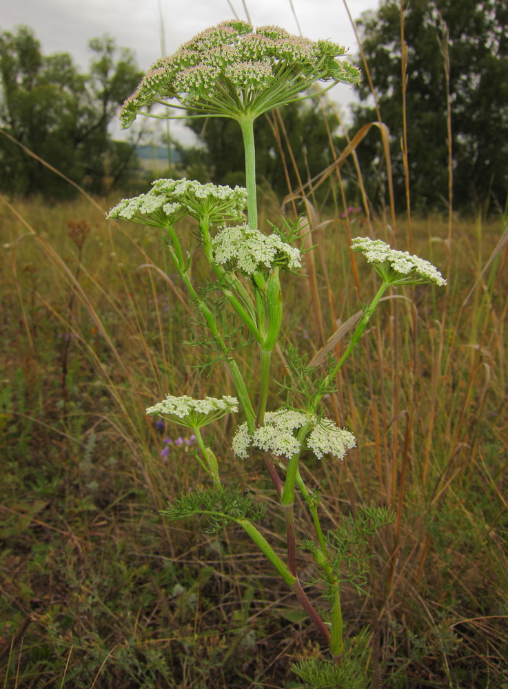 Изображение особи Seseli annuum.