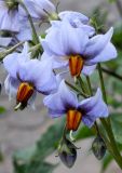 Solanum tuberosum. Соцветие с цветками и бутонами. Германия, г. Дюссельдорф, Ботанический сад университета. 03.07.2014.