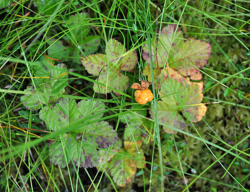 Image of Rubus chamaemorus specimen.