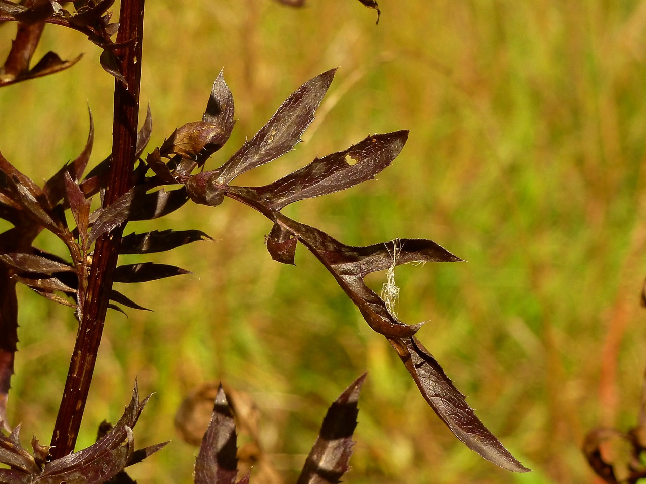 Image of Centaurea scabiosa specimen.