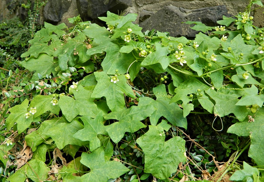 Изображение особи Bryonia dioica.