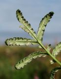 Potentilla anserina