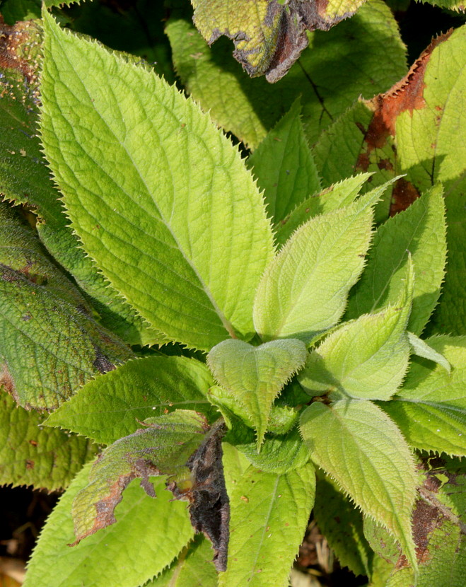 Image of Hydrangea involucrata specimen.