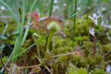 Drosera rotundifolia. Вегетирующее растение на сфагновой подушке. Тульская обл., Ленинский р-н, участок засечного леса между пос. Озерный и пос. Ломинцево, карстовое болото. 01.06.2014.