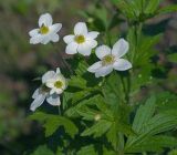 Anemonidium canadense. Верхушка цветущего растения. Московская обл., Раменский р-н, окр. дер. Хрипань, садовый участок. 03.06.2014.