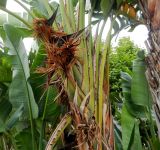 Strelitzia nicolai