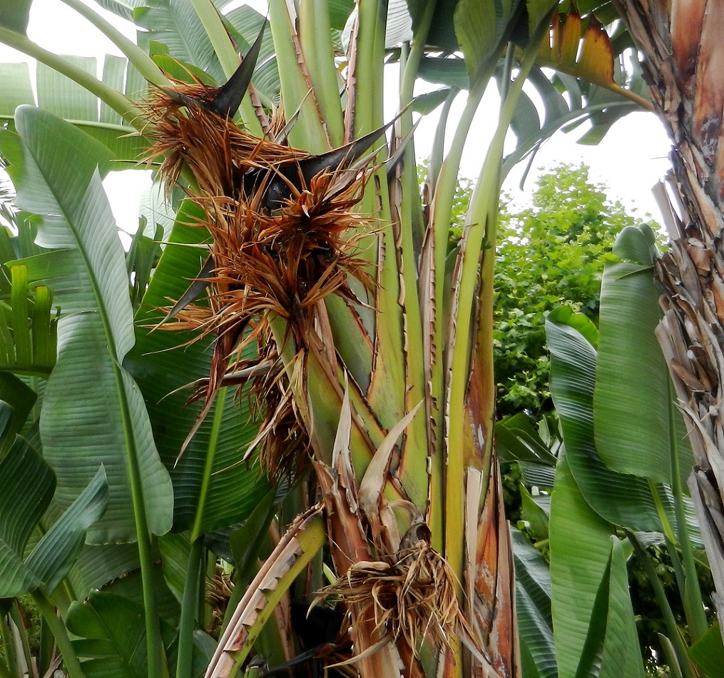 Image of Strelitzia nicolai specimen.