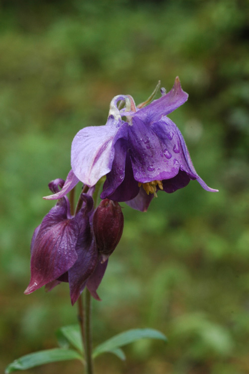 Изображение особи Aquilegia karelinii.