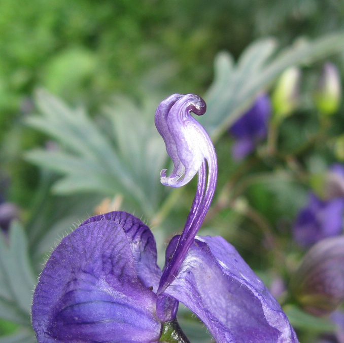 Image of Aconitum &times; stoerkianum specimen.