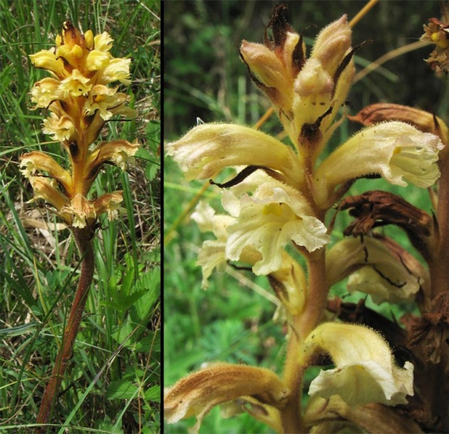 Изображение особи Orobanche lutea.