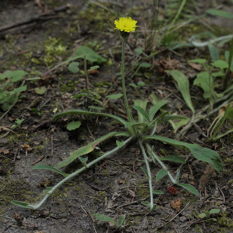 Image of Pilosella officinarum specimen.
