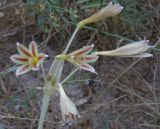 Ungernia tadshikorum