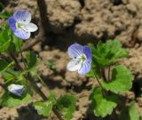 Veronica persica