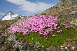 Silene acaulis