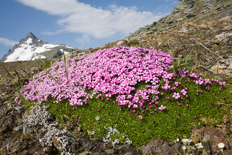 Image of Silene acaulis specimen.
