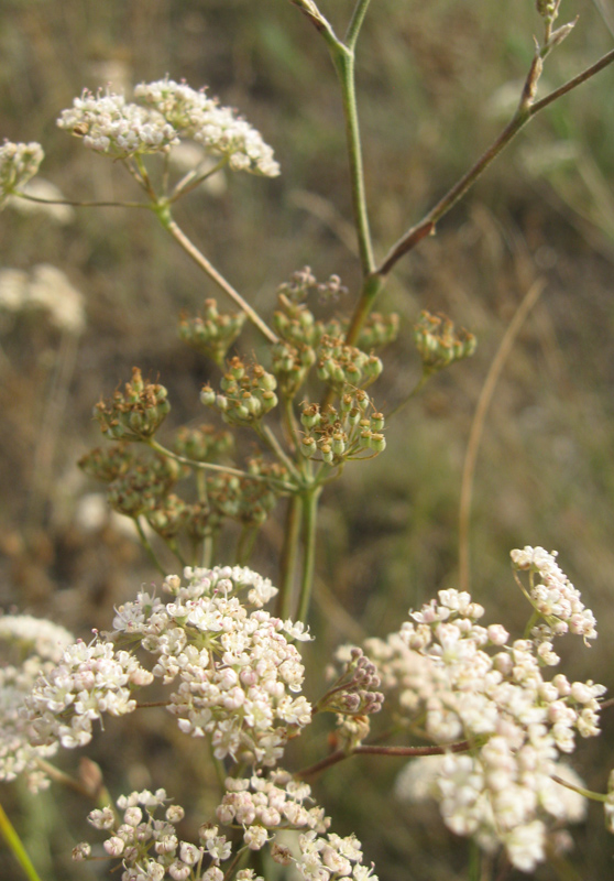 Изображение особи Pimpinella tragium.