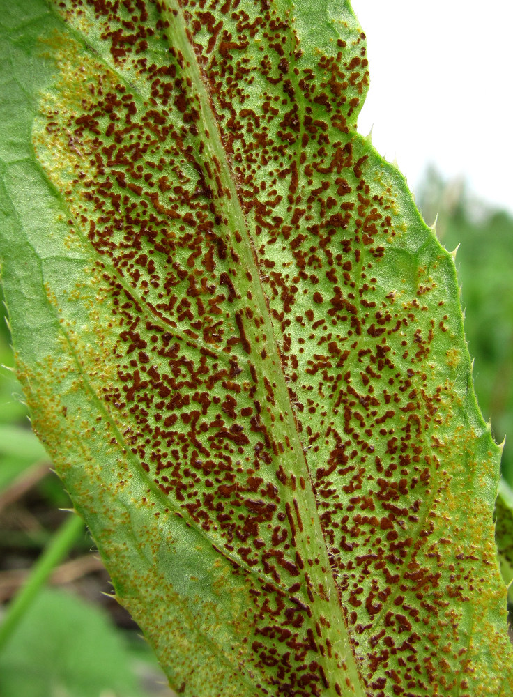 Изображение особи Cirsium setosum.