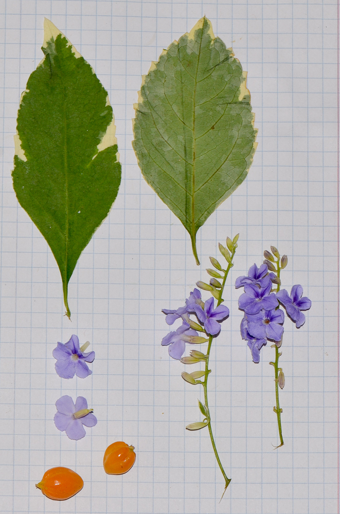Image of Duranta erecta specimen.